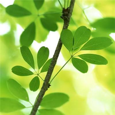 传奇之巅手游破解版下载